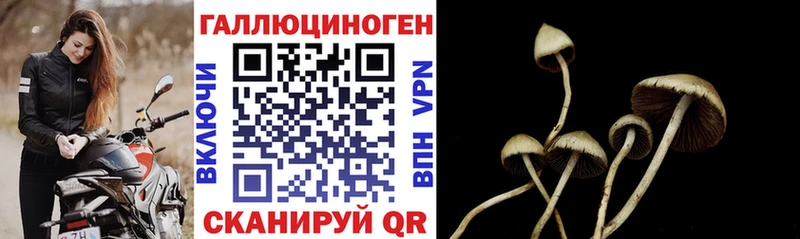 Псилоцибиновые грибы Psilocybine cubensis ссылка на мегу сайт Медногорск