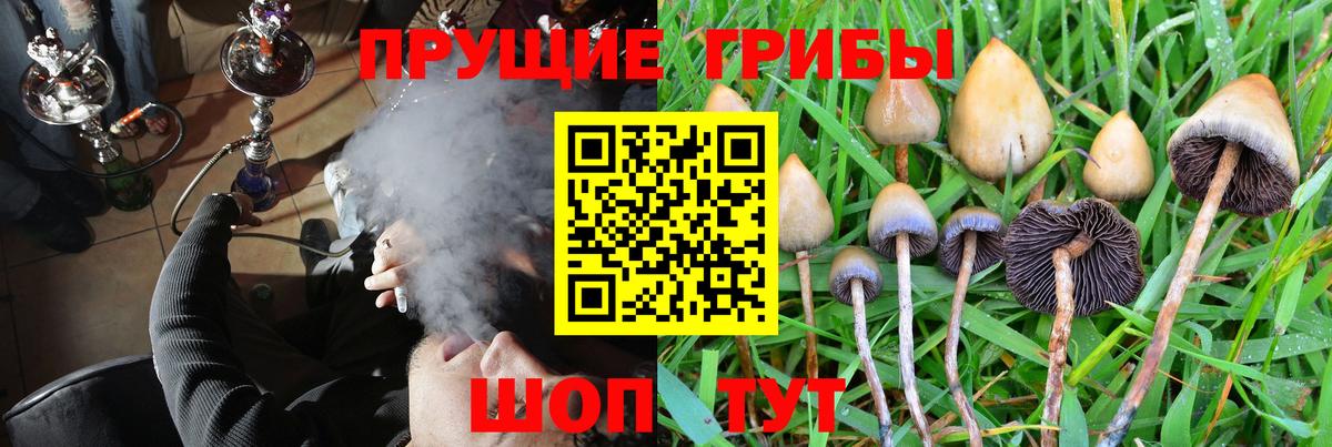 Псилоцибиновые грибы Psilocybine cubensis Медногорск